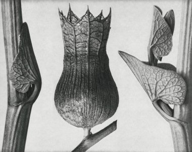 Ristolochia Clematitis (Birthwort) 8 kez büyütüldü