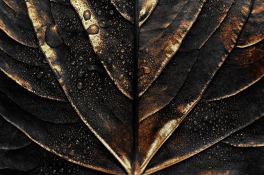 Islak altın alocasia yaprağı arkaplan tasarım kaynağı  