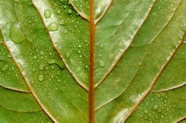 Yeşil yaprak desenli arkaplan su damlacıkları ile