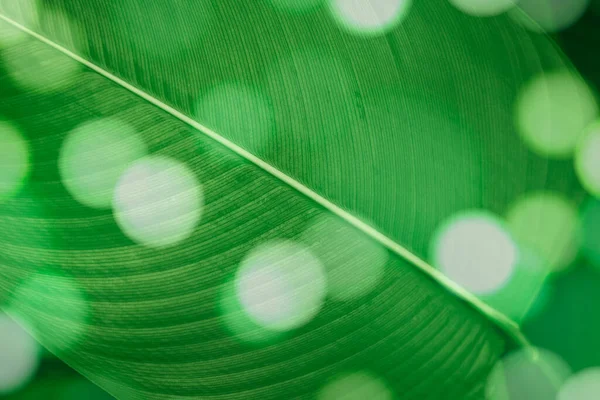 Bokeh Calathea Lutea Folha Macro Tiro Fundo — Fotografia de Stock