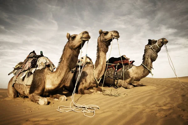 Cammelli Che Riposano Nel Deserto Thar Rajasthan India — Foto Stock