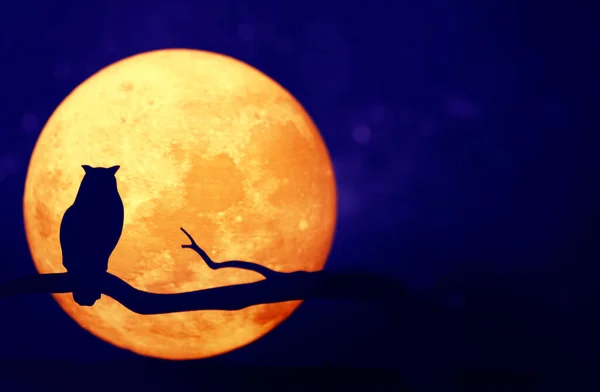 在夜空中满月的猫头鹰 — 图库照片