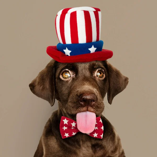 Cute chocolate Labrador Retriever in Uncle Sam hat and bow tie