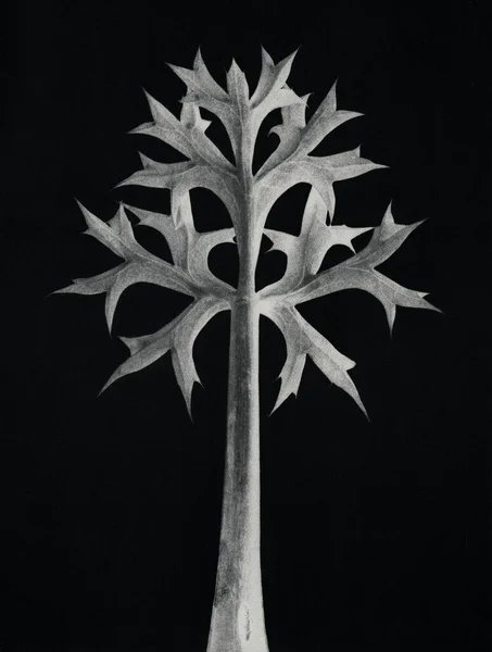 Eryngium Bourgatii 地中海のホリー の葉が5倍に拡大 — ストック写真