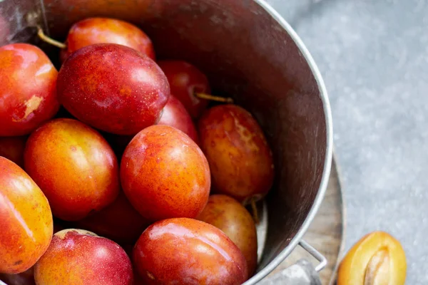 Fresh Ripe Plums Pot — Stock Photo, Image