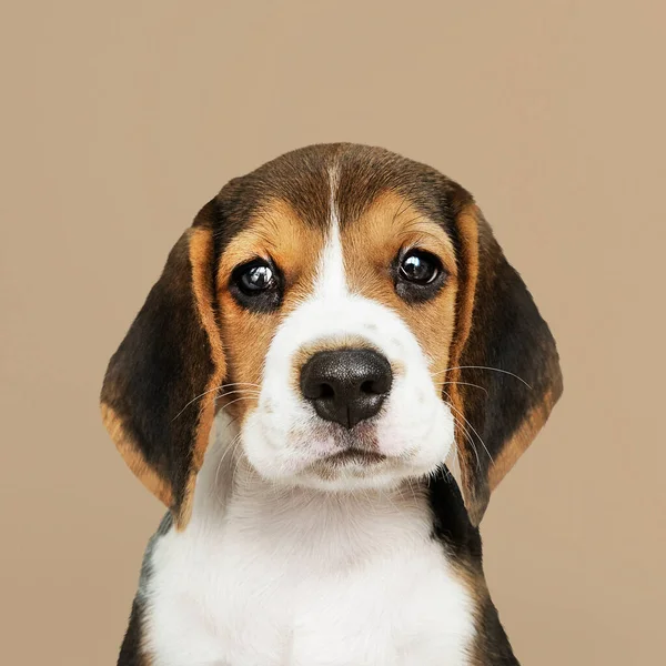 Adorable Beagle Puppy Solo Portrait — Stock Photo, Image