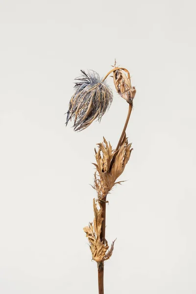 Сушеный Голубой Цветок Чертополоха Сером Фоне — стоковое фото