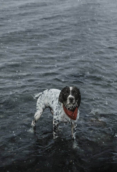 Dog Standing Shallow River — Stock Photo, Image