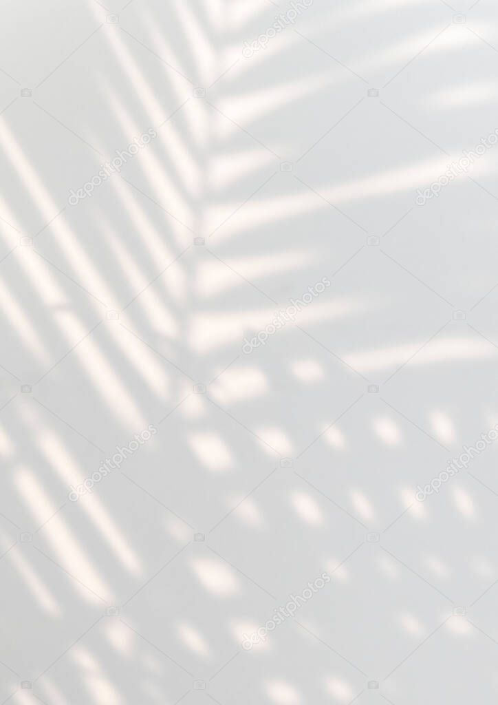 Tropical palm leaves shadow on a white wall