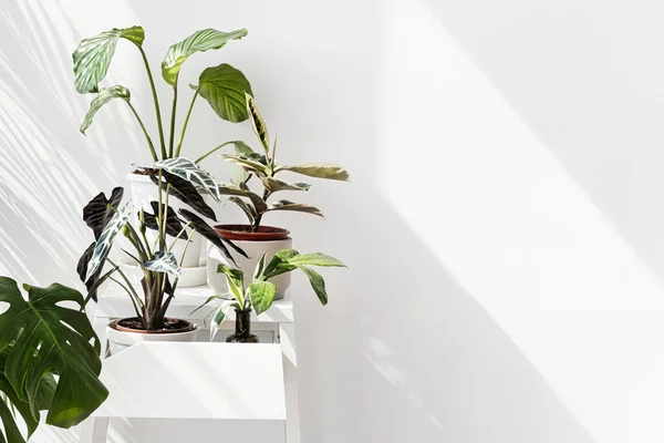 Tropical plants by a white wall with window shadow