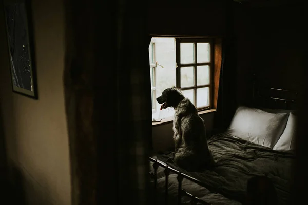 Cane Che Guarda Fuori Dalla Finestra — Foto Stock