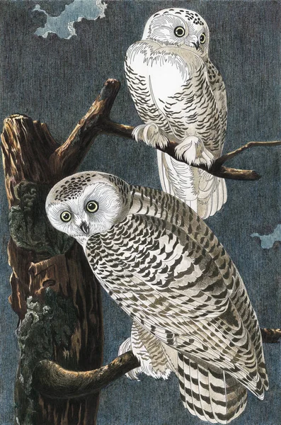 Snowy Owl Birds America 1827 Von John James Audubon Erwachsene — Stockfoto