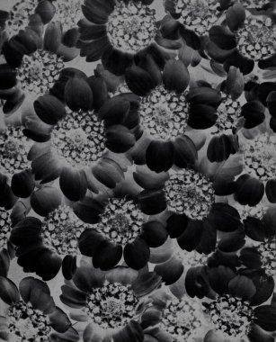 Achillea Clypeolata (Yarrow) 15 kez büyütüldü