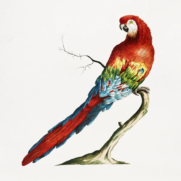 Macaw Gałęzi Drzewa Vintage Ilustracja — Zdjęcie stockowe