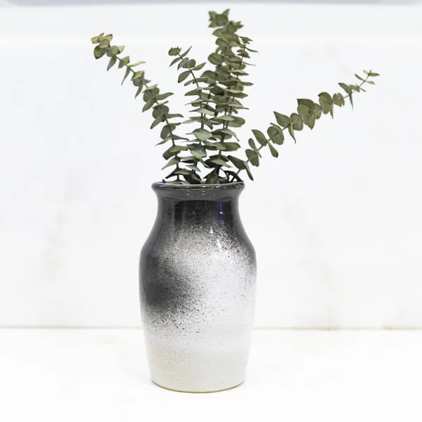Folhas Eucalipto Vaso Preto Branco — Fotografia de Stock