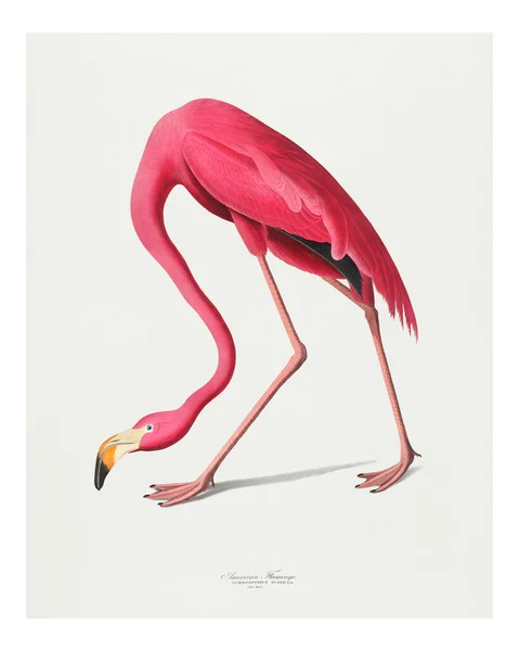 Vintage Pink Flamingo Ilustracja Ściana Druk Artystyczny Plakat — Zdjęcie stockowe