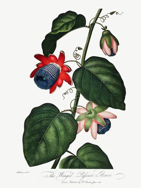 Winged Passion Flower Illustration — Stock Photo, Image