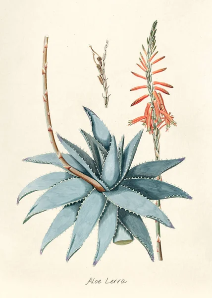 Zabytkowa Ilustracja Aloesu Lerra — Zdjęcie stockowe