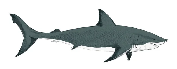 Ilustración Dibujo Estilo Tiburón — Foto de Stock