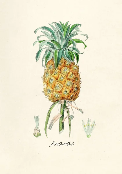 Antique Illustration Ananas — Stock Photo, Image