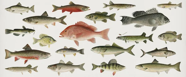 Série Illustrations Poissons Trouvées Dans Poissons Amérique Nord — Photo