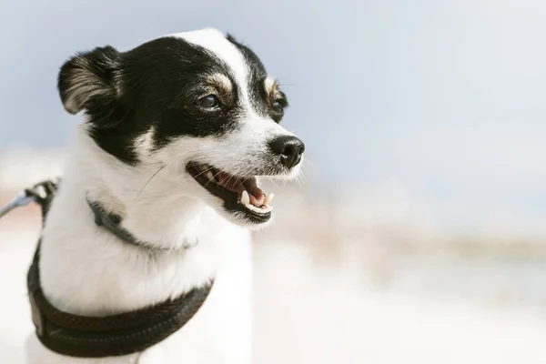 Little Jack Russell Terrier Perro Disfrutando Del Sol Playa —  Fotos de Stock