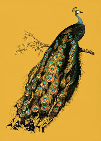 Ilustración Vintage Peafowl Indio — Foto de Stock