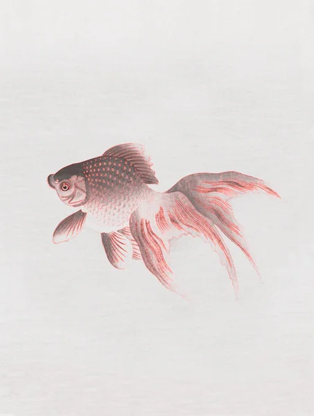 Veiltail Goldfish Vintage Illustration Remix Original Artwork — Stock Photo, Image
