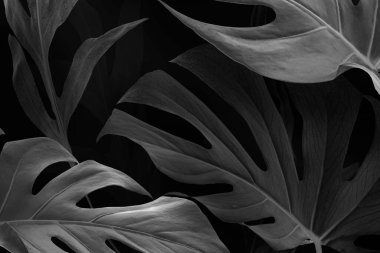 Siyah Canavar Deliciosa tasarım kaynağını terk etti