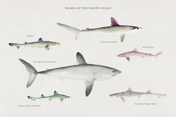 Csendes Óceán Cápái Által Illusztrálva Kódszám — Stock Fotó