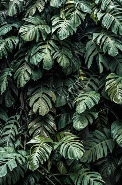 Monstera Deliciosa Pflanzt Blätter Garten — Stockfoto