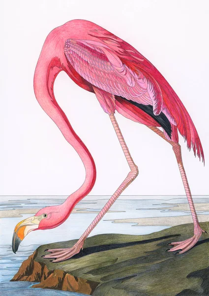 Pink Flamingo Από Πουλιά Της Αμερικής 1827 Του John James — Φωτογραφία Αρχείου