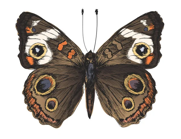 Styl Kresby Ilustrace Motýla — Stock fotografie