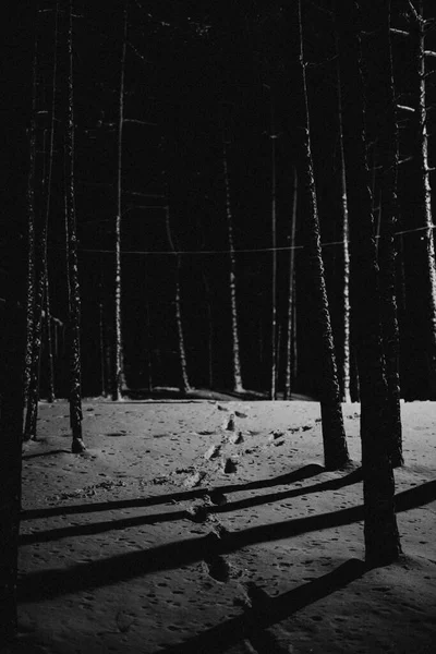 暗い森の雪の中の足跡 — ストック写真