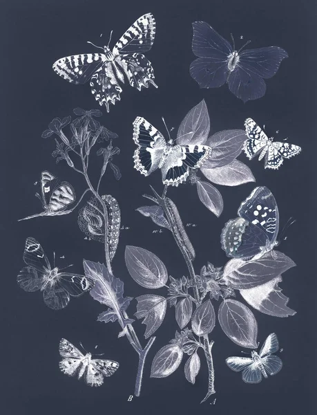 Motýli Motýli Vinobraní Remix Původní Malby Williama Forsella Kirbyho — Stock fotografie