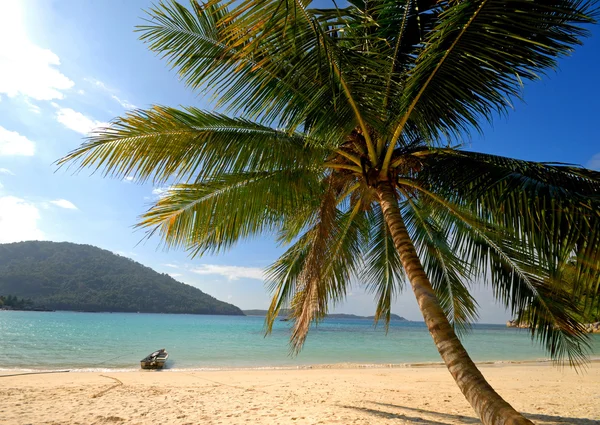 Palme und Boot auf tropischer Insel — Stockfoto