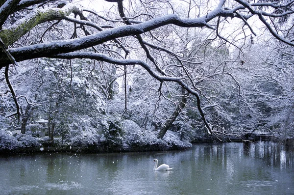 Lago dos cisnes na cena de inverno — Fotografia de Stock