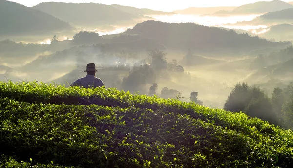 Фермер на чайной плантации — стоковое фото