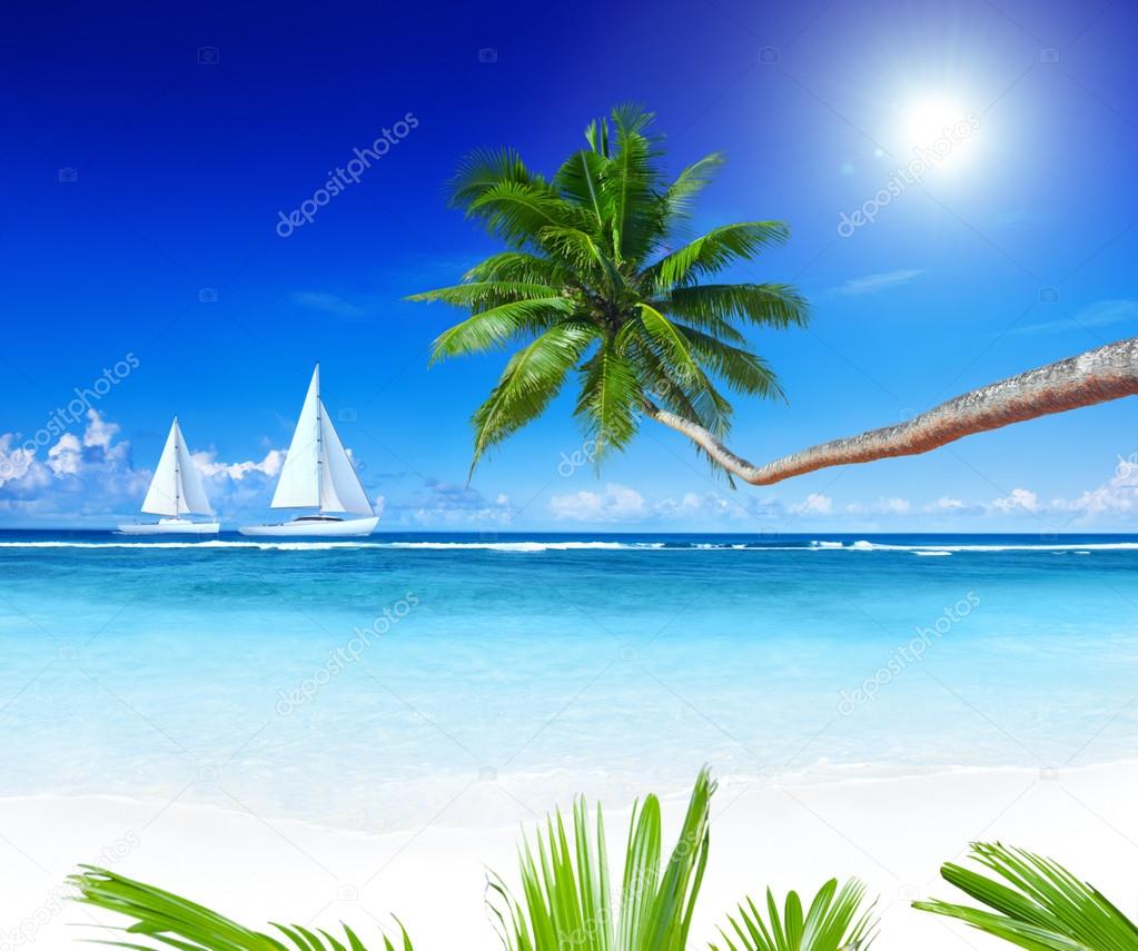Sailboats on beach and palm tree