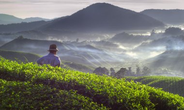 Farmer at tea plantation