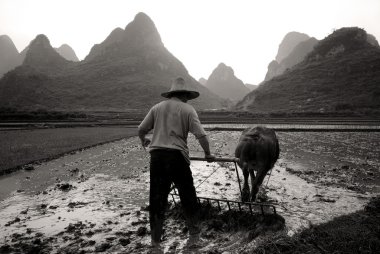 Man is ploughing rice paddy, Guangxi clipart