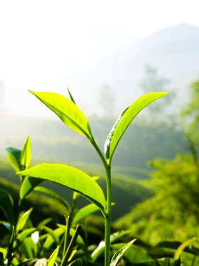 sabah taze çay yaprakları