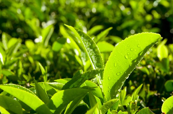 Chá fresco crescendo na plantação — Fotografia de Stock