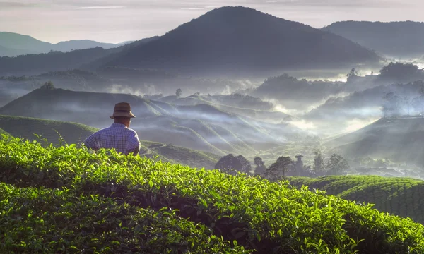 Farmář na čajové plantáže — Stock fotografie