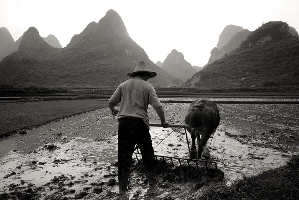 Mannen plöjning risfält, Guangxi — Stockfoto