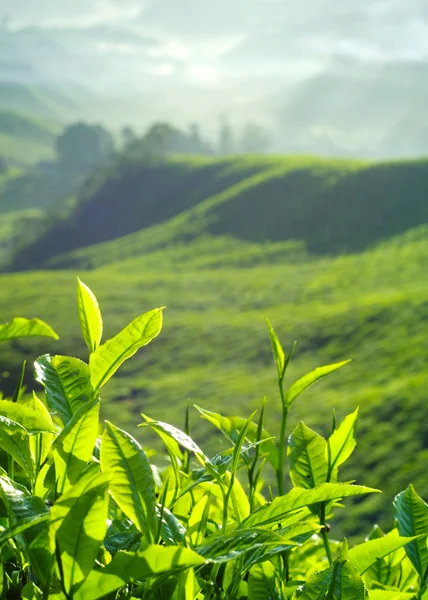 Folhas de chá frescas na plantação — Fotografia de Stock