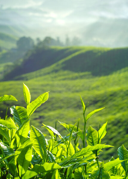 Fresh tea leaves at plantation