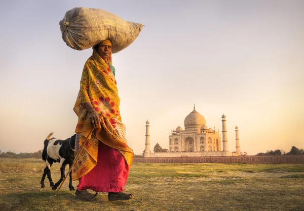 Indian woman and goats — Stock Photo, Image