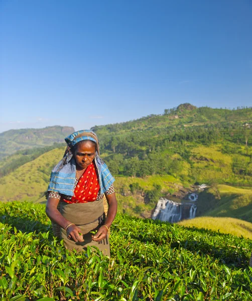 Tea picker picks leaves — Stock Photo, Image