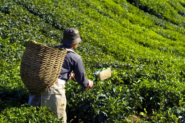 Dátumválasztó betakarítás tea levelek — Stock Fotó